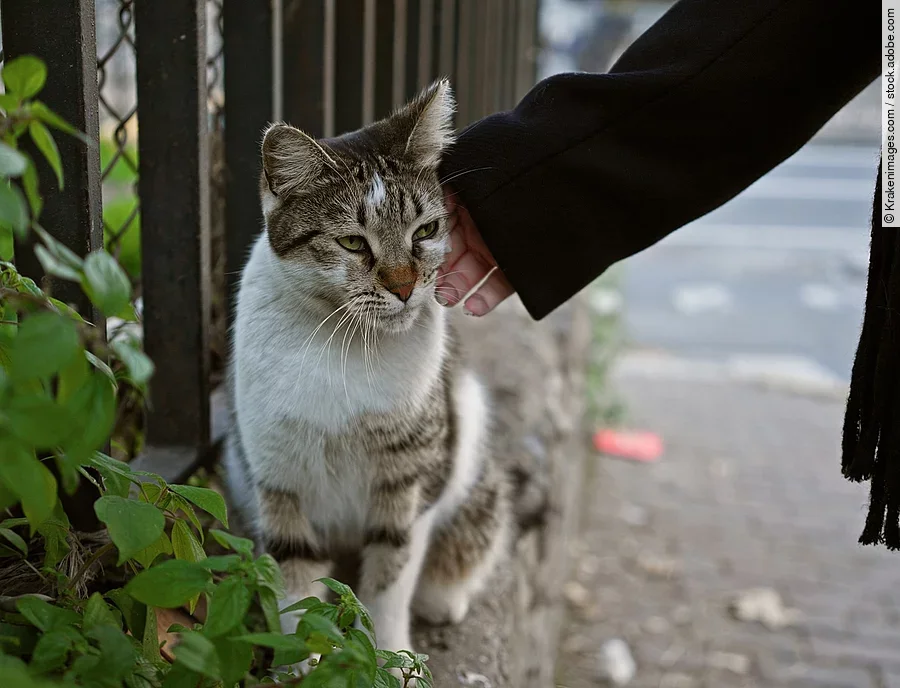 Eine Frau streichelt sanft eine streunende Katze am Straßenrand in der Stadt und zeigt damit, wie man sich in der Stadt um Tiere kümmert und mit ihnen umgeht. Von der Person ist nur der Arm auf dem Bild sichtbar. Die Person trägt einen schwarzen Mantel. Die Katze hat getigertes Fell und eine weiße Brust.