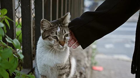 Eine Frau streichelt sanft eine streunende Katze am Straßenrand in der Stadt. Eine Frau streichelt sanft eine streunende Katze am Straßenrand in der Stadt und zeigt damit, wie man sich in der Stadt um Tiere kümmert und mit ihnen umgeht. Von der Person ist nur der Arm auf dem Bild sichtbar. Die Person trägt einen schwarzen Mantel. Die Katze hat getigertes Fell und eine weiße Brust.