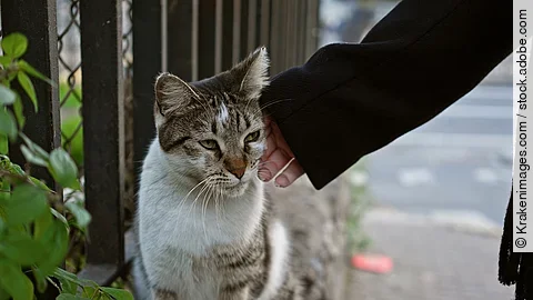 Eine Frau streichelt sanft eine streunende Katze am Straßenrand in der Stadt und zeigt damit, wie man sich in der Stadt um Tiere kümmert und mit ihnen umgeht. Von der Person ist nur der Arm auf dem Bild sichtbar. Die Person trägt einen schwarzen Mantel. Die Katze hat getigertes Fell und eine weiße Brust.