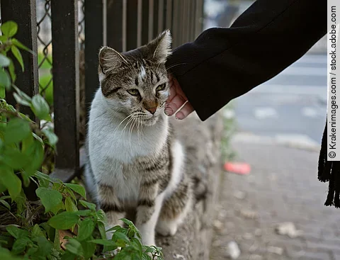 Eine Frau streichelt sanft eine streunende Katze am Straßenrand in der Stadt und zeigt damit, wie man sich in der Stadt um Tiere kümmert und mit ihnen umgeht. Von der Person ist nur der Arm auf dem Bild sichtbar. Die Person trägt einen schwarzen Mantel. Die Katze hat getigertes Fell und eine weiße Brust.