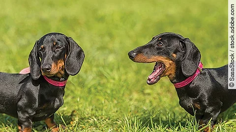 Dachshund dog in the park