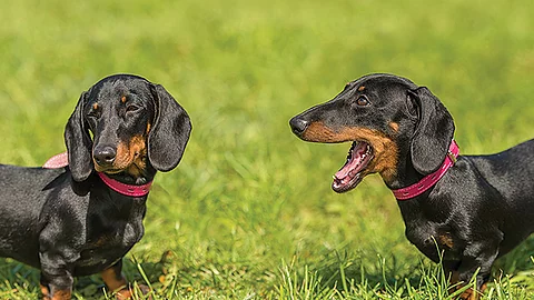 Dachshund dog in the park