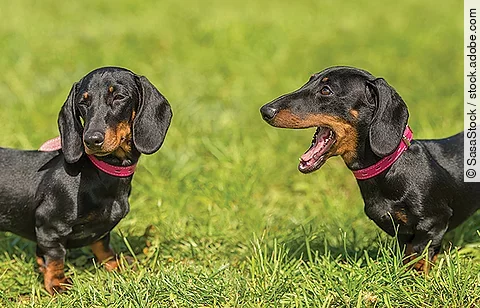 Dachshund dog in the park