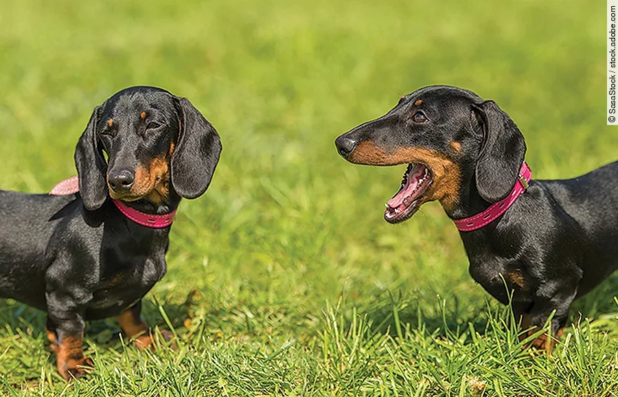 Dachshund dog in the park