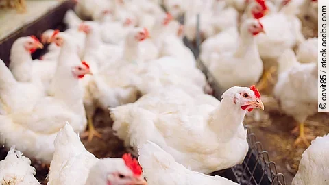 Im Stall tummeln sich weiße Legehennen auf der Einstreu. Im Stall tummeln sich weiße Legehennen auf der Einstreu.