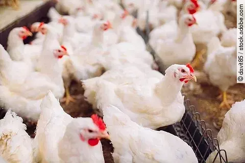Im Stall tummeln sich weiße Legehennen auf der Einstreu.