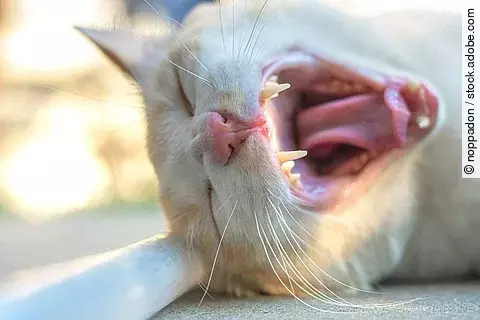 The image of the cat's mouth
