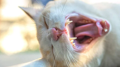 The image of the cat's mouth