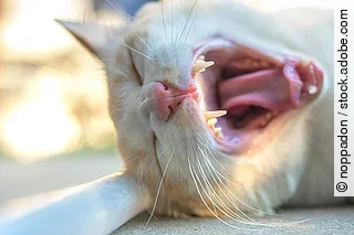 The image of the cat's mouth