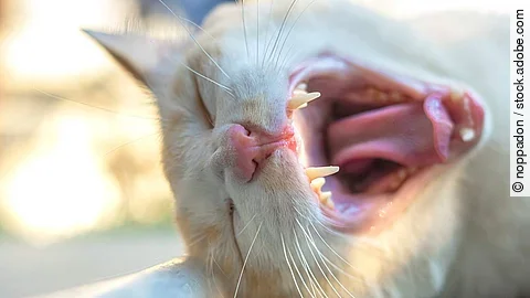 The image of the cat's mouth