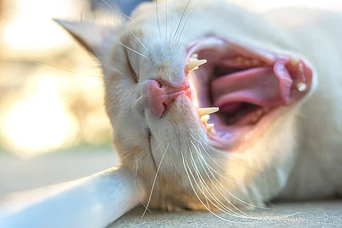 The image of the cat's mouth