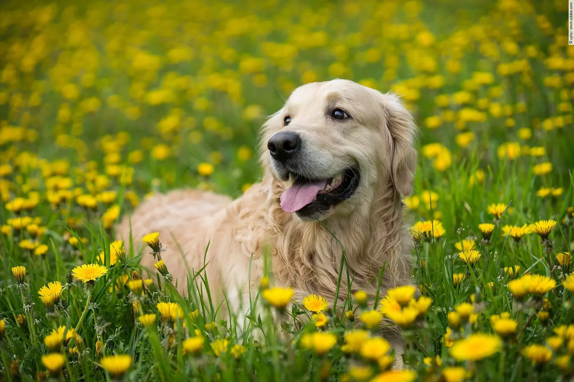 Ein Golden Retriever steht auf einer Wiese.