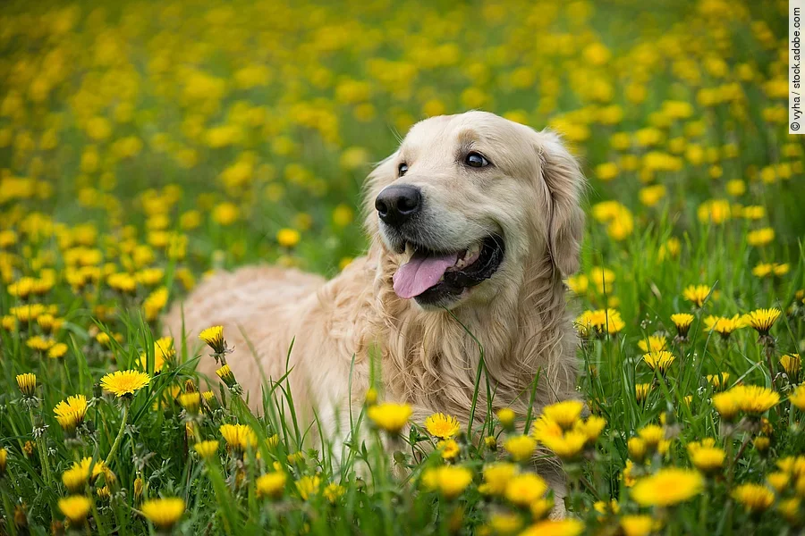 Ein Golden Retriever steht auf einer Wiese.