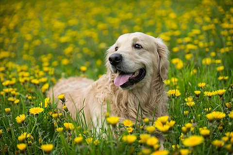 Ein Golden Retriever steht auf einer Wiese.