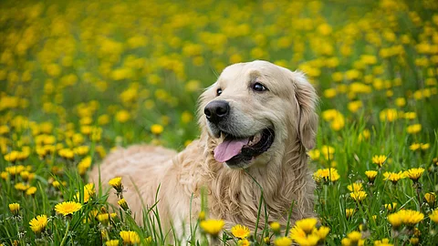 Ein Golden Retriever steht auf einer Wiese.