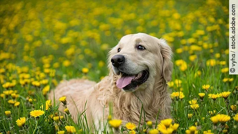 Ein Golden Retriever steht auf einer Wiese.