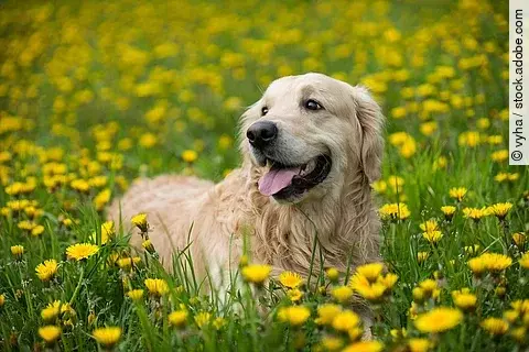 Ein Golden Retriever steht auf einer Wiese.