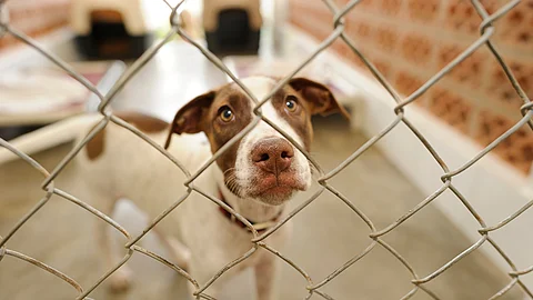 Hund hinter Zwingergitter im Tierheim