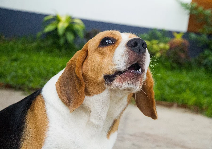 Jaulender Beagle Jaulender Beagle