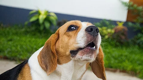 Jaulender Beagle