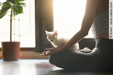 Young yogi woman meditating with cat pet, home interior backgrou Young yogi woman meditating with cat pet, home interior backgrou