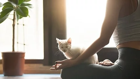 Young yogi woman meditating with cat pet, home interior backgrou