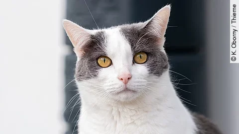 Eine weiß-graue Katze schaut neugierig in die Kamera. Eine weiß-graue Katze schaut neugierig in die Kamera.