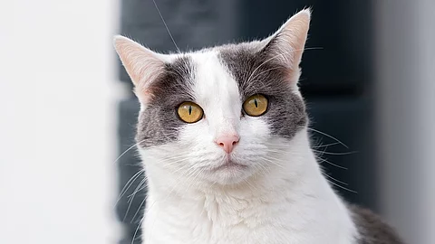 Eine weiß-graue Katze schaut neugierig in die Kamera.