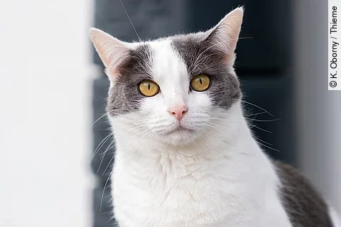 Eine weiß-graue Katze schaut neugierig in die Kamera.