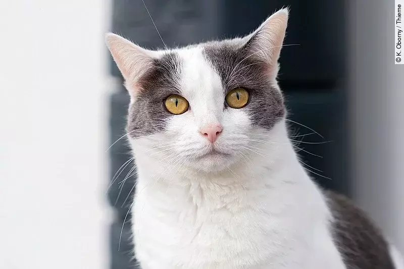Eine weiß-graue Katze schaut neugierig in die Kamera.