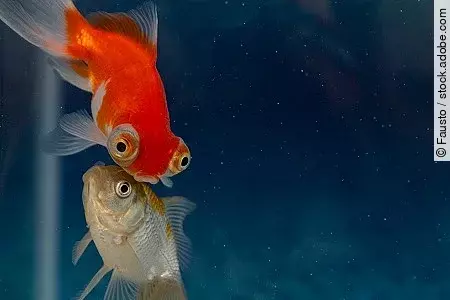 Two goldfish swimming together in aquarium