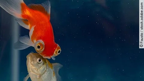 Two goldfish swimming together in aquarium
