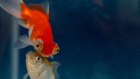 Two goldfish swimming together in aquarium