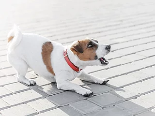 A small dog jack russell terrier in red collar running, jumping,