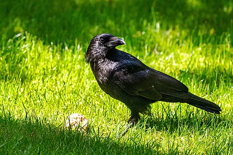 Krähe