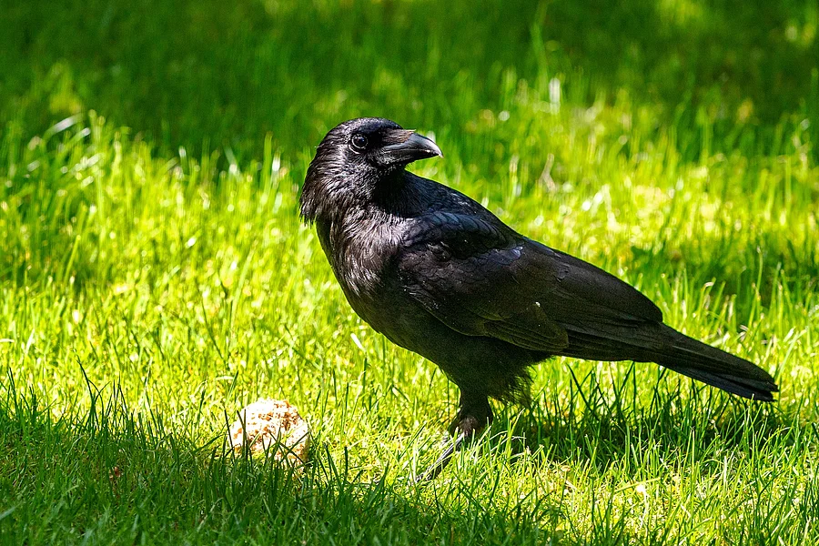 Krähe