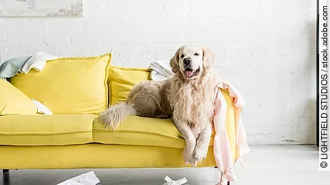 Hund liegt auf einem gelben Sofa.