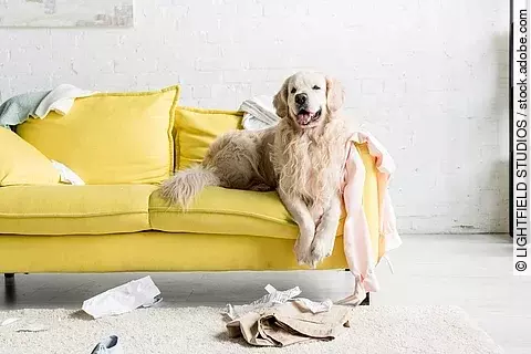 Hund liegt auf einem gelben Sofa.