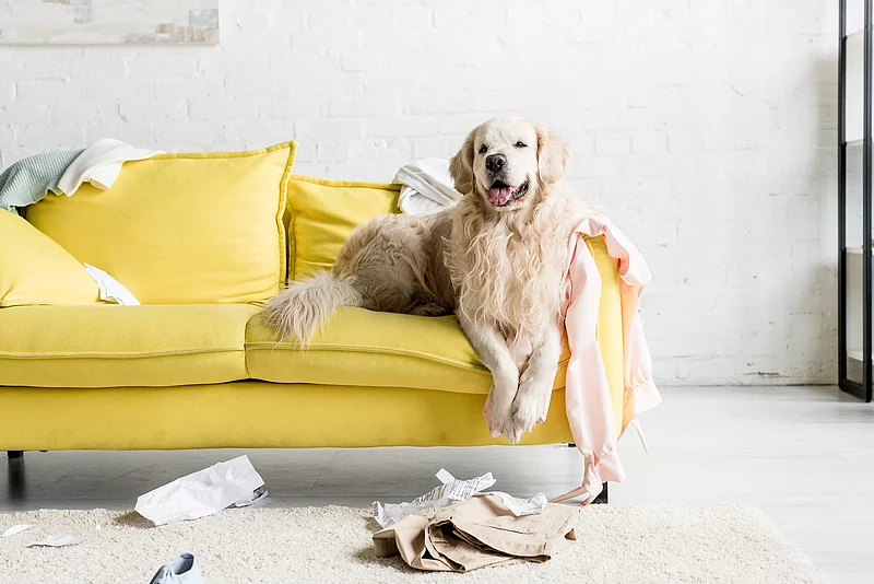 cute golden retriever lying on yellow sofa in messy apartment Hund liegt auf einem gelben Sofa.