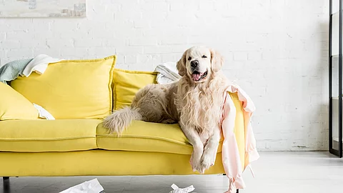 cute golden retriever lying on yellow sofa in messy apartment Hund liegt auf einem gelben Sofa.
