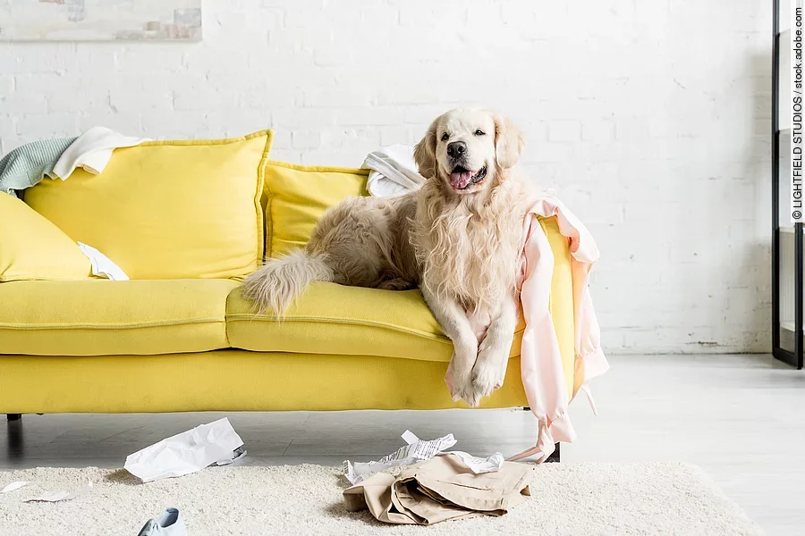 Hund liegt auf einem gelben Sofa.