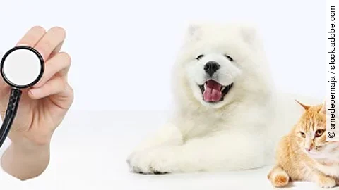 veterinary care concept. hand with stethoscope, dog and cat isol