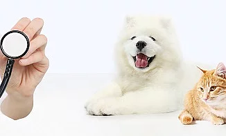 veterinary care concept. hand with stethoscope, dog and cat isol