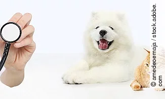 veterinary care concept. hand with stethoscope, dog and cat isol