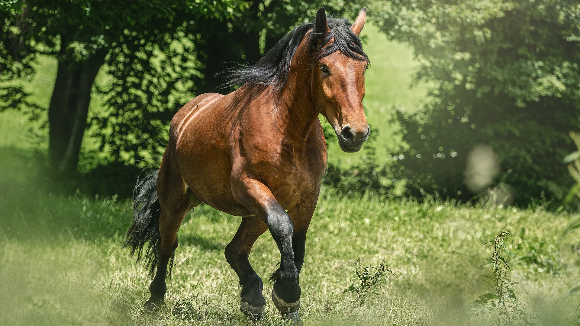 Ein braunes Pferd trabt auf seiner grünen Weide bei strahlendem Sonnenschein.