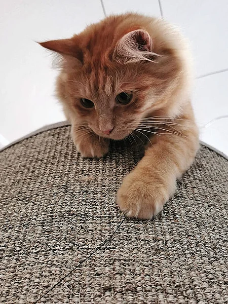 Ein rotes Kitten beim Jagen der Schnur einer Reizangel.