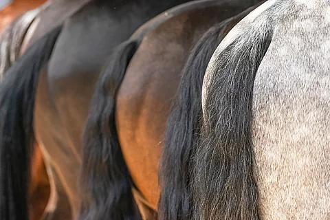 Ansicht auf 5 Schweife von Pferden. Die Pferde stehen nebeneinander und haben schwarze Schweifhaare. Die Fellfarbe der Tiere variiert. Das vorderste Pferd ist ein Schimmel, die hinteren sind Braune.