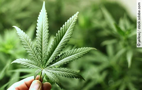 Eine Hand hält das Blatt von einer Hanf-Pflanze.