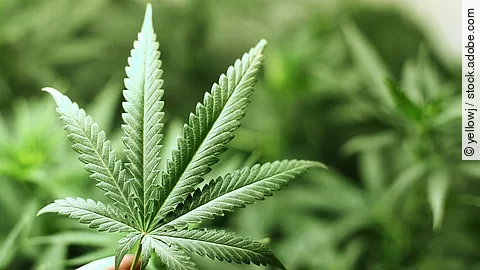 Eine Hand hält das Blatt von einer Hanf-Pflanze.