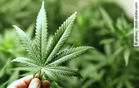 Eine Hand hält das Blatt von einer Hanf-Pflanze.
